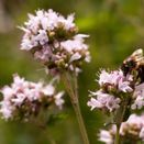 Cornish Coastal Wildflower Mix additional 29