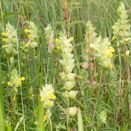 Yellow Rattle Seed |  Natural Meadow &amp; Grassland Restorer additional 2