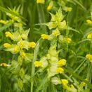 Yellow Rattle Seed |  Natural Meadow &amp; Grassland Restorer additional 3