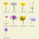 Calcareous Wildflower Seed Mixture additional 4