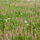 Calcareous Wildflower Seed Mixture additional 1