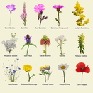 Calcareous Wildflower Seed Mixture additional 3