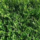 Cut &amp; Graze Grass Seed Mix additional 1