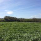 Abundance Grass Seed Mix additional 1