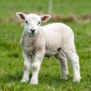 Early Spring Graze additional 1