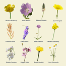 Damp Loam Wildflower Seed Mixture additional 4