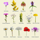 Damp Loam Wildflower Seed Mixture additional 3