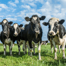 Regal Cut &amp; Graze additional 3