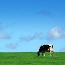 Regal Cut &amp; Graze additional 1