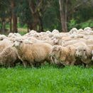 Prime Permanent Pasture additional 3