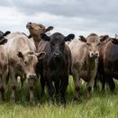 Heritage Permanent Pasture additional 1