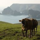 Headland Graze additional 1