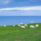 Coastal Graze additional 1