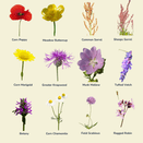 Heavy Soils Wildflower Mixture additional 4