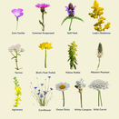 Heavy Soils Wildflower Mixture additional 3