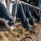 Damp Ground Silage additional 1