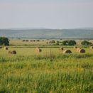 Fast Hay/Haylage additional 1