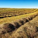 Standard Hay/Haylage additional 1