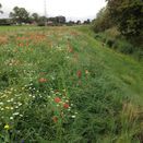 Heritage Hay Meadow & Wildflower Grass Seed Mix additional 2