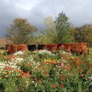 Heritage Hay Meadow & Wildflower Grass Seed Mix additional 1