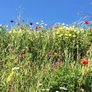 Heritage Hay Meadow & Wildflower Grass Seed Mix additional 3