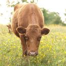 Heritage Hay Meadow &amp; Wildflower Grass Seed Mix additional 1