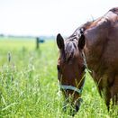 Horse &amp; Pony Graze additional 1