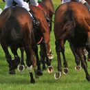 Point to Point Grass Mix additional 1