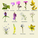 Hedgerow Wildflower Mixture additional 3