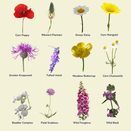 Hedgerow Wildflower Mixture additional 4