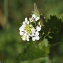 Woodland &amp; Heavy Shade Wildflower Mixture additional 13
