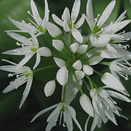 Woodland &amp; Heavy Shade Wildflower Mixture additional 11