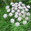 Woodland &amp; Heavy Shade Wildflower Mixture additional 12