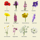 Woodland &amp; Heavy Shade Wildflower Mixture additional 4