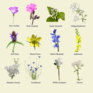 Woodland &amp; Heavy Shade Wildflower Mixture additional 3