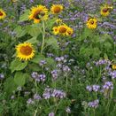 CAHL2 Non-Cereal 2-Year Winter Bird Food Mix (AB9 / AHL2) additional 1