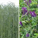 SAM2 / CSAM2 Nitrogen Fixer Cover Crop Seed Mix additional 2
