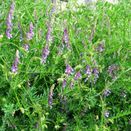 SAM2 / CSAM2 Nitrogen Fixer Cover Crop Seed Mix additional 1
