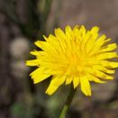 Acid Soil Wildflower Seed Mixture additional 13