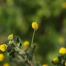 Bee Hive Mixture (Neutral Soils) additional 2