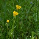 Acid Soil Wildflower Seed Mixture additional 7