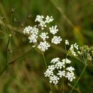 Bee Hive Mixture (Neutral Soils) additional 1