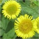 Water Margins Wildflower Mixture additional 4