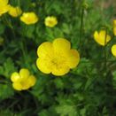 Calcareous Wildflower Seed Mixture additional 17