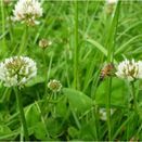 Cut &amp; Graze Grass Seed Mix additional 3