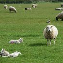 Early Spring Graze additional 3