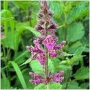 Woodland &amp; Heavy Shade Wildflower Mixture additional 5