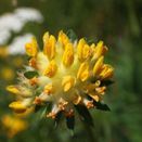 Calcareous Wildflower Seed Mixture additional 6