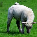 Lamb Finish Graze additional 3