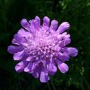 Calcareous Wildflower Seed Mixture additional 3